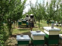 Albine omorâte din cauza pesticidelor. Cele mai periculoase, interzise de 7 ani de UE. Ce spune Ministerul Agriculturii