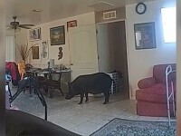 Porc mistreț Florida