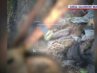 Schelet uman descoperit în munții Ceahlău. Anchetatorii cred că rămășițele datează de peste 20 de ani