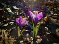 Brândușă de toamnă – ghid complet pentru înflorire și îngrijire