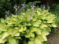 Crini de toamnă - cum să îi cultivi și să te bucuri de flori spectaculoase