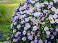 Aster, Floarea Stelei – Cum se îngrijește una dintre cele mai populare plante de toamnă. Idei pentru o grădină colorată