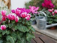 Cyclamen - sfaturi pentru flori delicate și sănătoase în grădina de toamnă