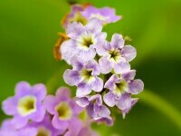 Heliotrop, Arbore de Vanilie