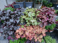 Clopoțelul Purpuriu (Heuchera)