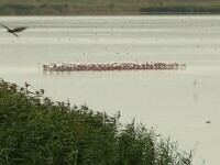 Sute de păsări exotice s-au oprit pe un lac din România, în drumul lor spre Africa. Vin din Crimeea