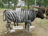 ig nobel vaca vopsita zebra