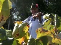 violonist costel tudorache