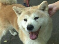 România, pe locul 3 în UE numărul de gospodării în care trăiește măcar un câine. Câți patrupezi sunt în București