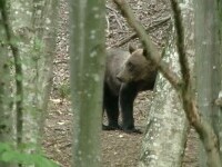 Un urs și-a făcut apariția la 10 km de Craiova. Localnicii primesc mesaje de avertizare