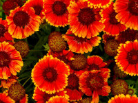 Gaillardia, Roata de Foc: Cum să creezi un decor spectaculos de toamnă