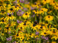 Coreopsis, Ochiul Fetei
