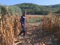 Recoltele de porumb dispar peste noapte. Fermierii își pierd munca de un an, iar hoții sunt de negăsit
