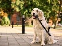 Un oraș din Italia introduce taxă turistică pentru câini. Cât trebuie să plătească pe zi stăpânii