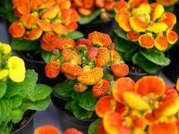 Calceolaria, Condurul Doamnei