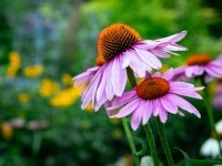 Echinacea