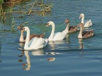 Pe litoralul românesc, de Crăciun, ”este mirific peisajul”. Zeci de lebede oferă un spectacol deosebit