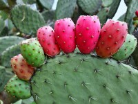 Fructul de cactus