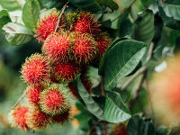 Rambutan – fructul ciudat cu gust dulce și beneficii surprinzătoare. Cum se mănâncă