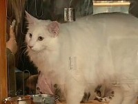 Parada pisicilor de rasă, la Craiova. Iubitorii de feline au putut admira cele mai spectaculoase exemplare