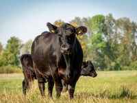 vaca black angus