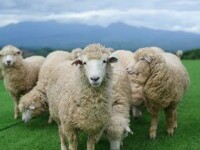 Un crescător de oi din România este acuzat de Parchetul European că a obținut fraudulos fonduri UE de 2,2 milioane de euro