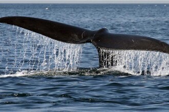 Penis de balenă albastră - Blue whale penis - terasaandreea.ro