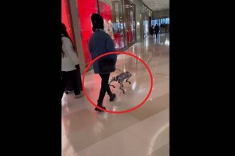VIDEO bizar. O femeie se plimbă cu ”câinele-robot” în lesă, la cumpărături într-un mall
