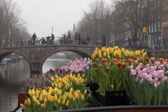 Sezonul lalelelor a început în Olanda. Cum au marcat oamenii Ziua Națională a Lalelelor