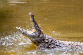 O fetiţă de nouă ani din Indonezia a fost ucisă de un crocodil