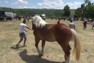 Crescătorii de cai şi-au prezentat cu mândrie exemplarele de talie grea la o expoziție din Bacău