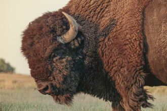 Turiști atacați de un bizon în Statele Unite