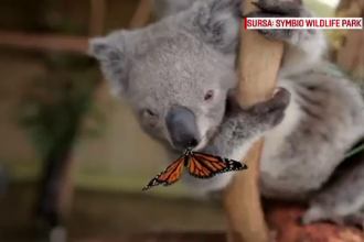 Prietenia neobisnuita dintre un ursulet koala si un fluture, principala atractie dintr-un parc natural din Australia