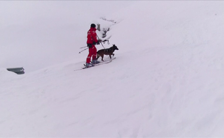 Câinii de căutare în caz de avalanșă, un ajutor esențial pentru salvamontiștii români. Cum sunt antrenați