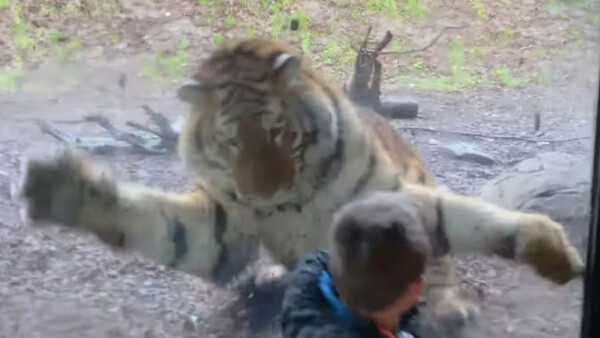 Un Tigru A Incercat Să Sfașie Un Copil Aflat In Vizită La O