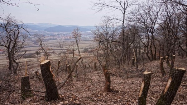 Continuă Dezastrul Din Pădurea Paranormală Din Romania De Ce