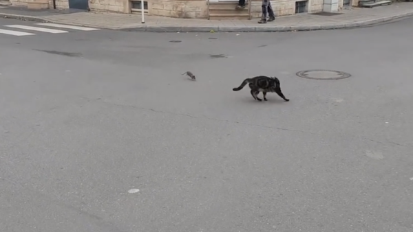 Momentul Hilar In Care O Pisică Fuge Ingrozită De Un șobolan Care