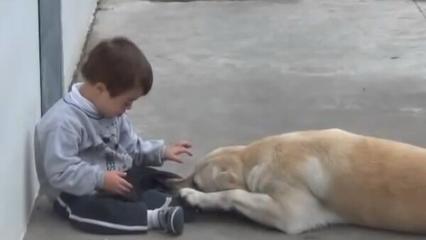 Cel Mai Dragastos Labrador Din Lume Cum Imbratiseaza Cainele Un