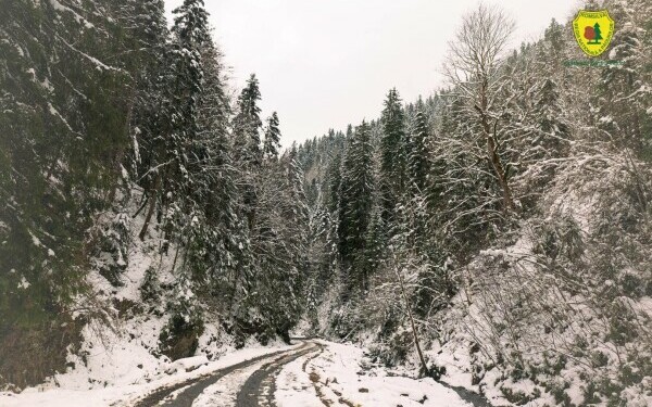 padure romsilva neamt