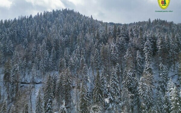 padure romsilva neamt