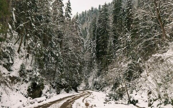 padure romsilva neamt