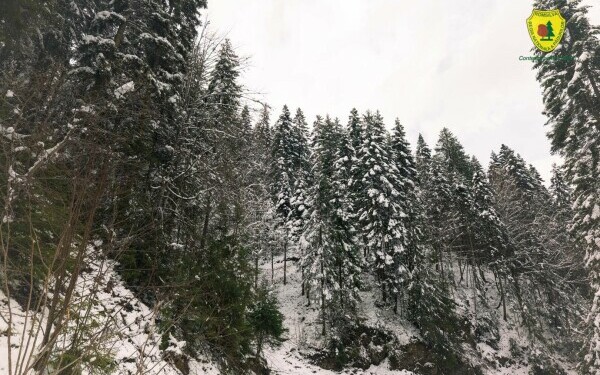 padure romsilva neamt