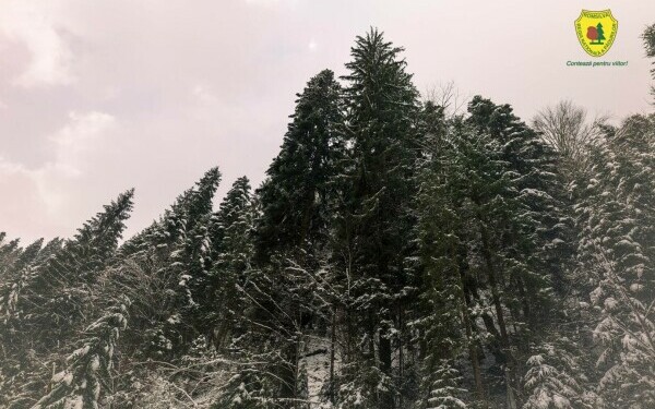 padure romsilva neamt