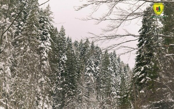 padure romsilva neamt