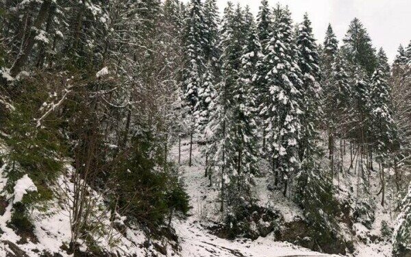 padure romsilva neamt