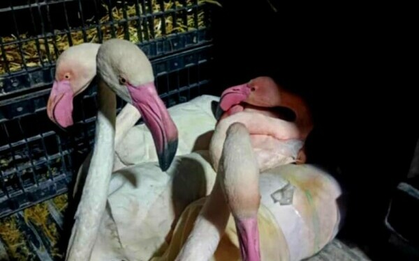 flamingo flamingo