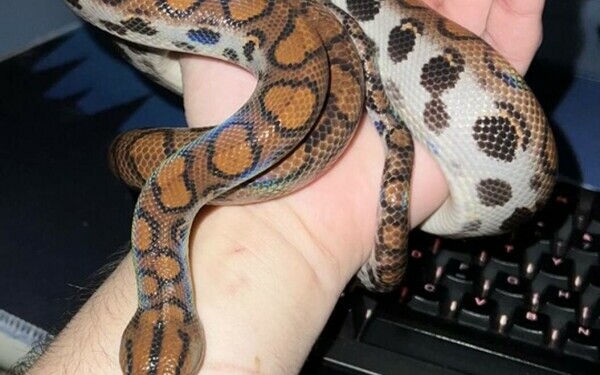 Crescătorie ilegală de reptile