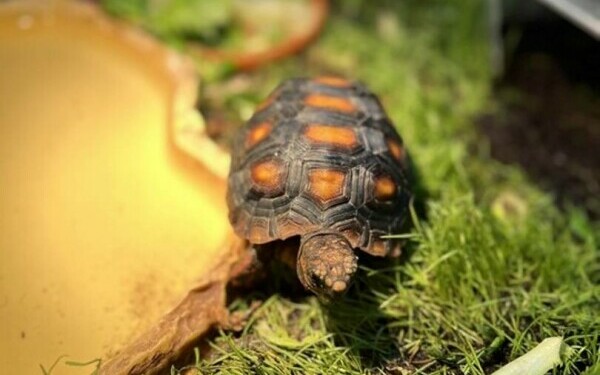 Crescătorie ilegală de reptile