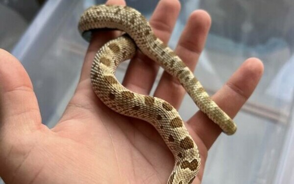 Crescătorie ilegală de reptile