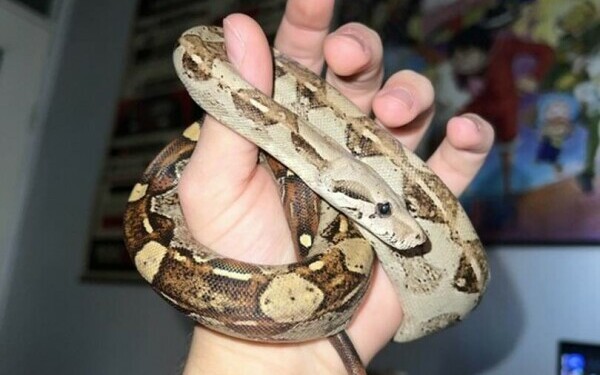 Crescătorie ilegală de reptile